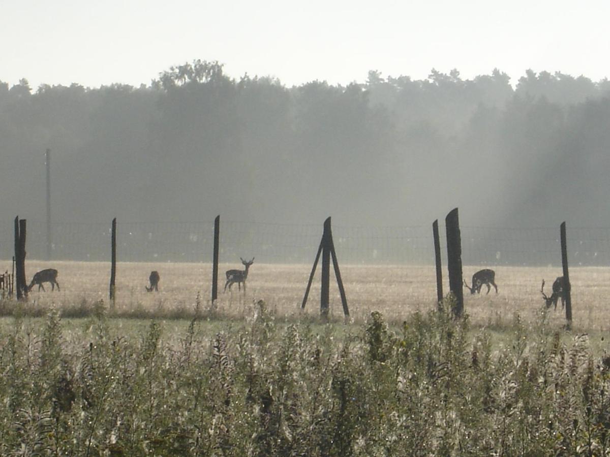 Ferienwohnung 1 Im Landhaus Am Wildpark Boek Luaran gambar